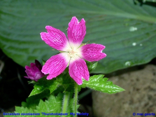 Geranium oxonianum 'Thurstonianum my-variety'